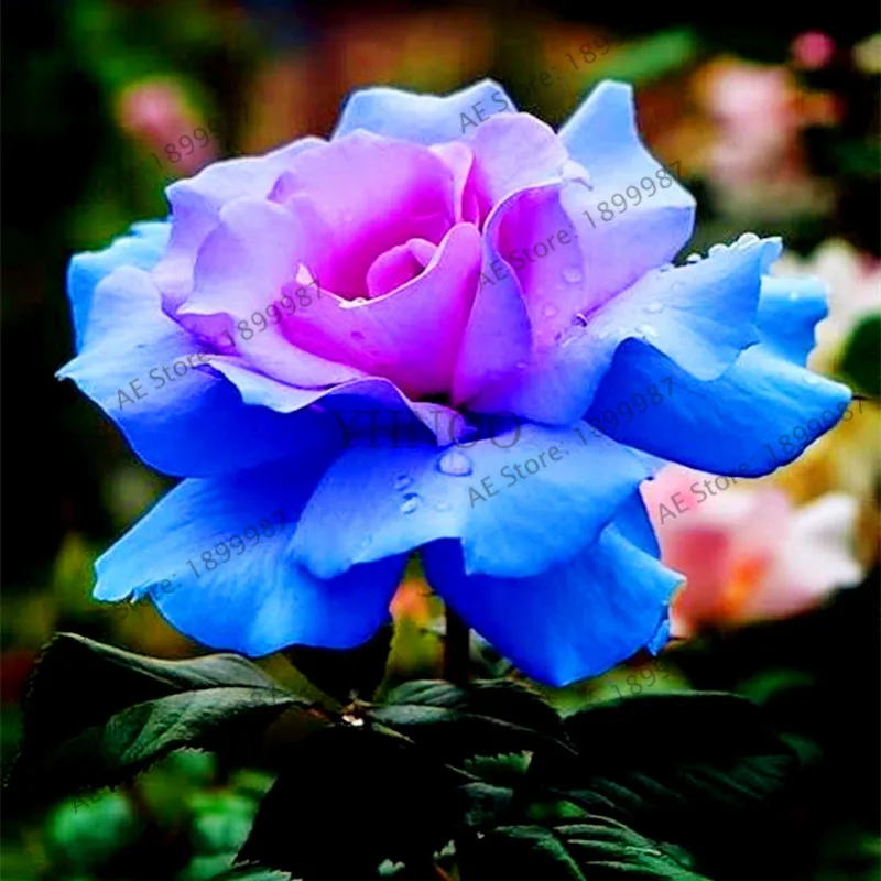 200 pcs Rare Holland Rainbow Rose Flower bonsai Home Garden Rare Flower plant 24 color rainbow Rose flores 200 pcs Rare Holland Rainbow Rose Flower bonsai Home Garden Rare Flower plant 24 color rainbow Rose flores