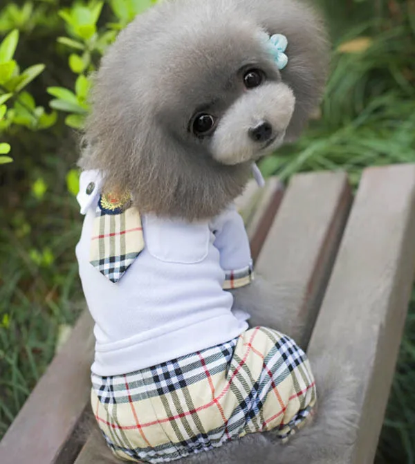 adidas sweat suit for dogs