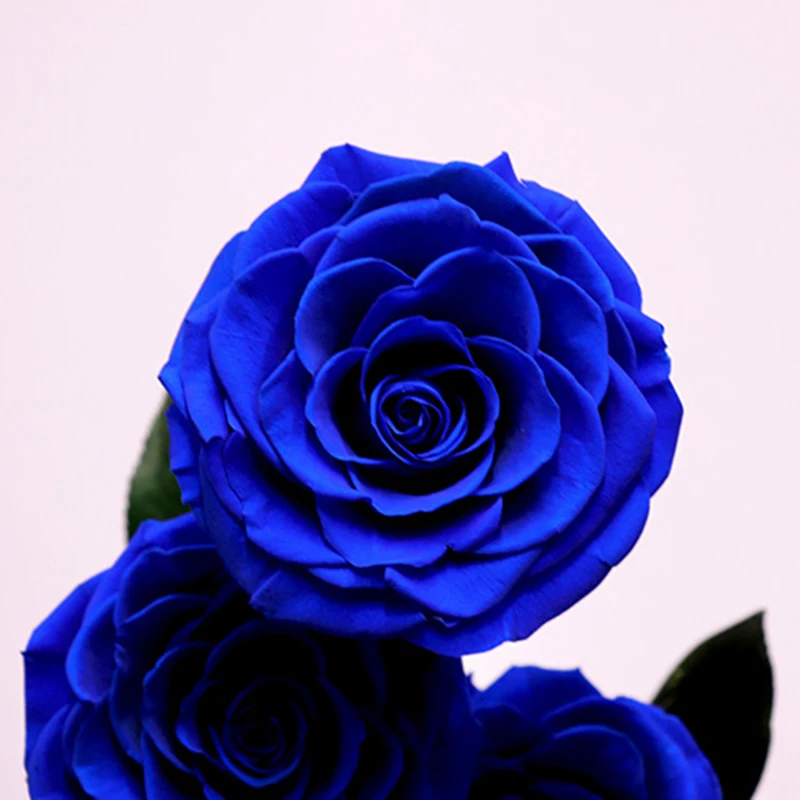 Вечные цветы сушеные цветы сохраненные свежие цветы живая Роза стеклянный купол подарочная коробка синий