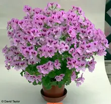 100 pcs Rare Geranium seeds, Variegated Geranium potted winter garden flower,bonsai potted flower plant