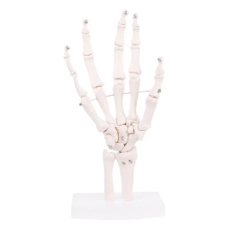 

Hand Joint Anatomical Skeleton Model Human Medical Anatomy Study Tool Life Size Medical Science Stationery for School