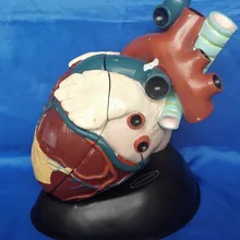 Особенно большой модель человеческого сердца Анатомия человека Спецодежда медицинская модель обучения