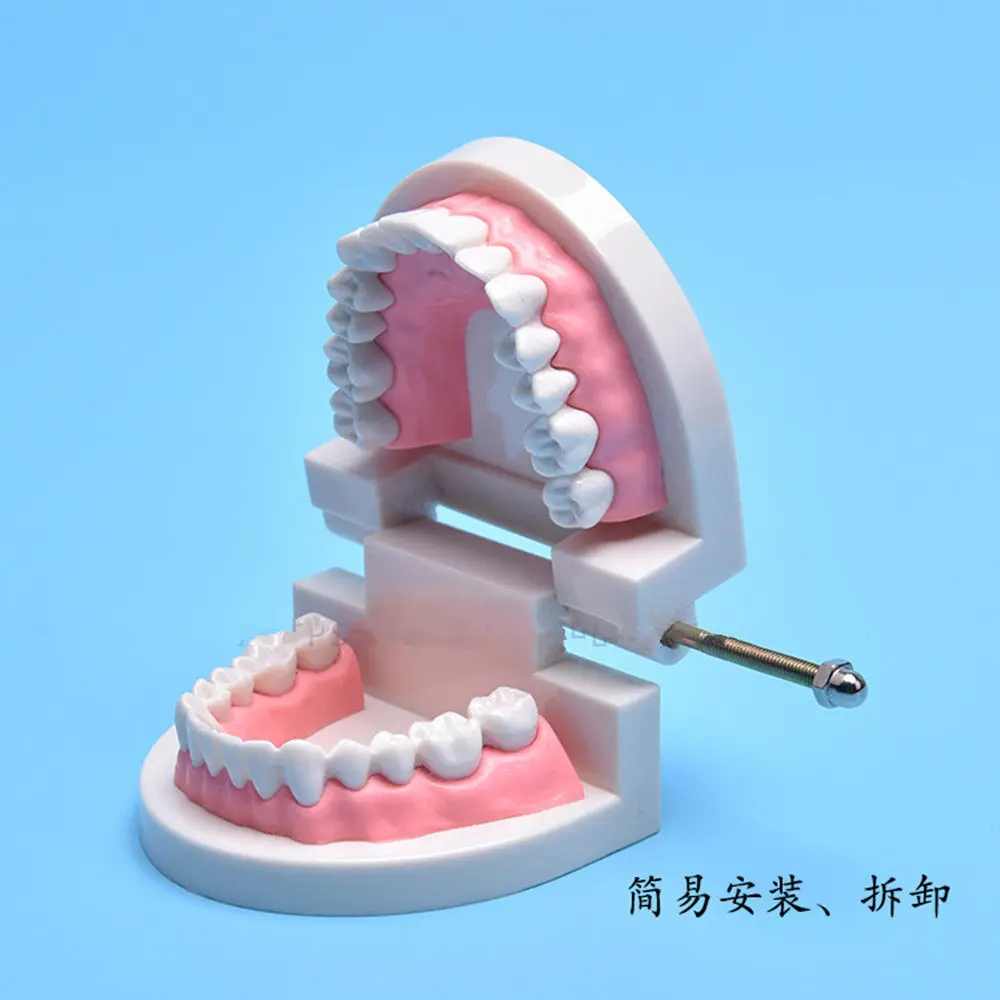 

1PC Artificial Teeth Teaching Model Oral Dental Prosthesis