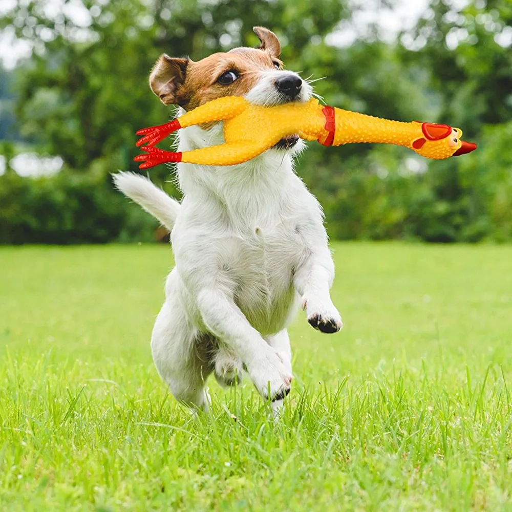 

Pet Dog Toys 17CM 33CM Rubber Screaming Chicken Squeeze Sound Toy Pets Shrilling Decompression Tool Chew Squeak Venting Toys