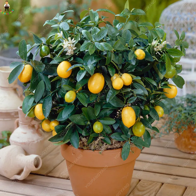 10pcs Fruit Meyer Lemon Plants Exotic Citrus Bonsai Tree Fresh Home