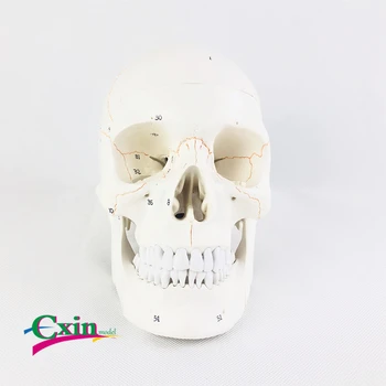 

Teaching simulation 1:1 natural big skull specimen digital identification skull anatomy medical