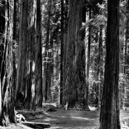 Giant Redwood trees in a forest  Stout Memorial Grove  California  USA Poster Print (18 x 24)