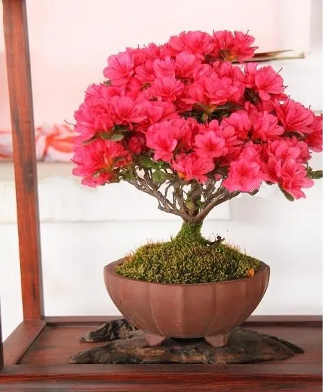 

Bonsai Potted Plants Red Flowers Crape Myrtle Tree 20pcs