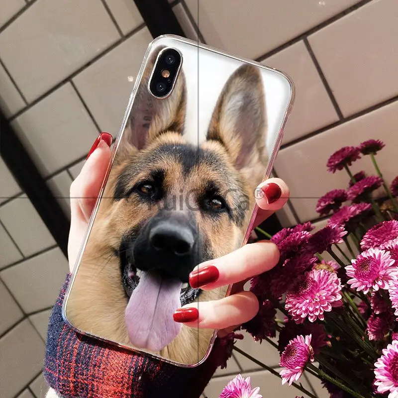 german shepherd dog