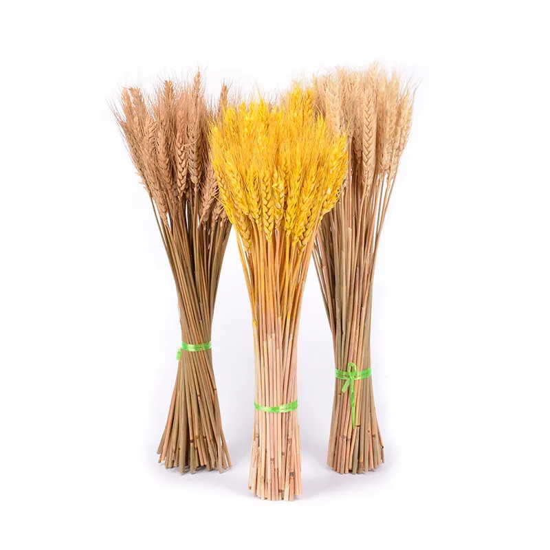 

30Pcs/lot Wheat Ear Flower Natural Dried Flowers for Wedding Party Decoration DIY Craft Scrapbook Home Decor Wheat Bouquet