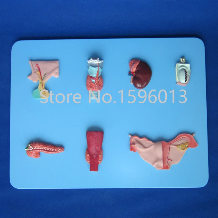 

Endocrine Organ Model, Pituitary, thyroid, adrenals, testes, pancreas, parathyroid glands, the ovaries model