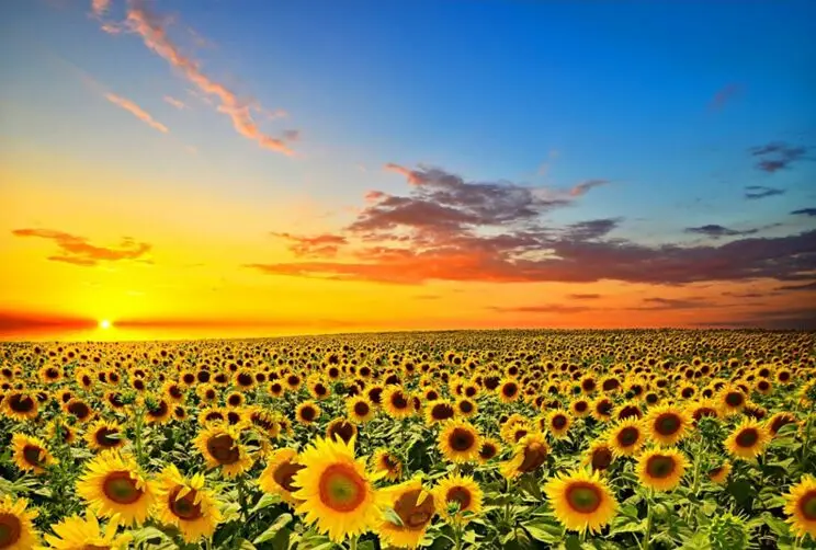 The wooden puzzle sunflower 1000 pieces of adult c...