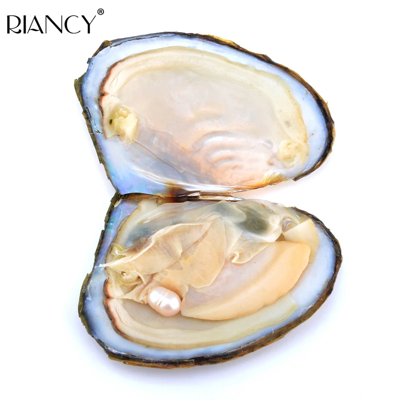 

3 color Making Jewelry Or clothings' Vacuum-packed Freshwater Cultured Pearl Oyster For Gift To Womeny 100pcs
