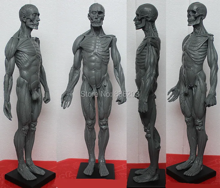 anatomical figure, male anatomy figure,Cheap anatomical model,High Quality anat...