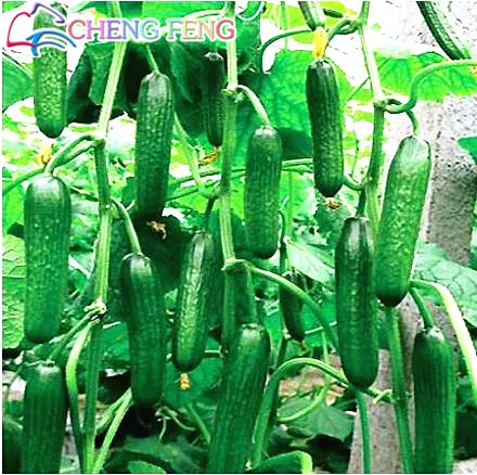 

50pcs Fruit Cucumber Japanese Long Cucumber Cuke Green Vegetable For Home No-gmo For Home &garden Plant