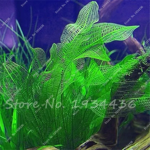 background aquarium plants