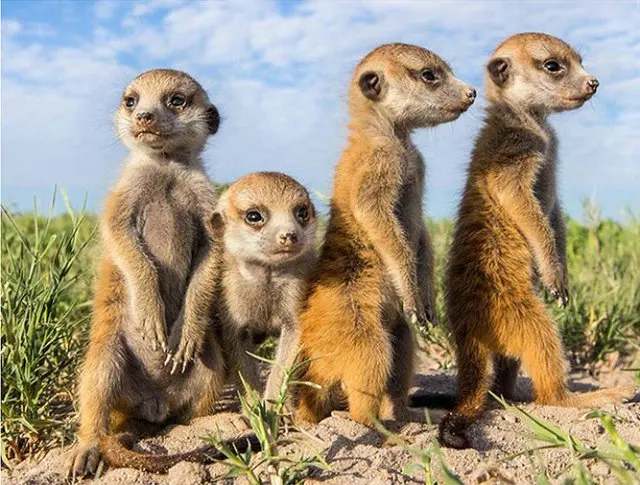 diy-diamond-painting-Animal-family-diamond-embroidery-sale-pictures-of-rhinestones-5d-diamond-mosaic-full-drill.jpg_640x640