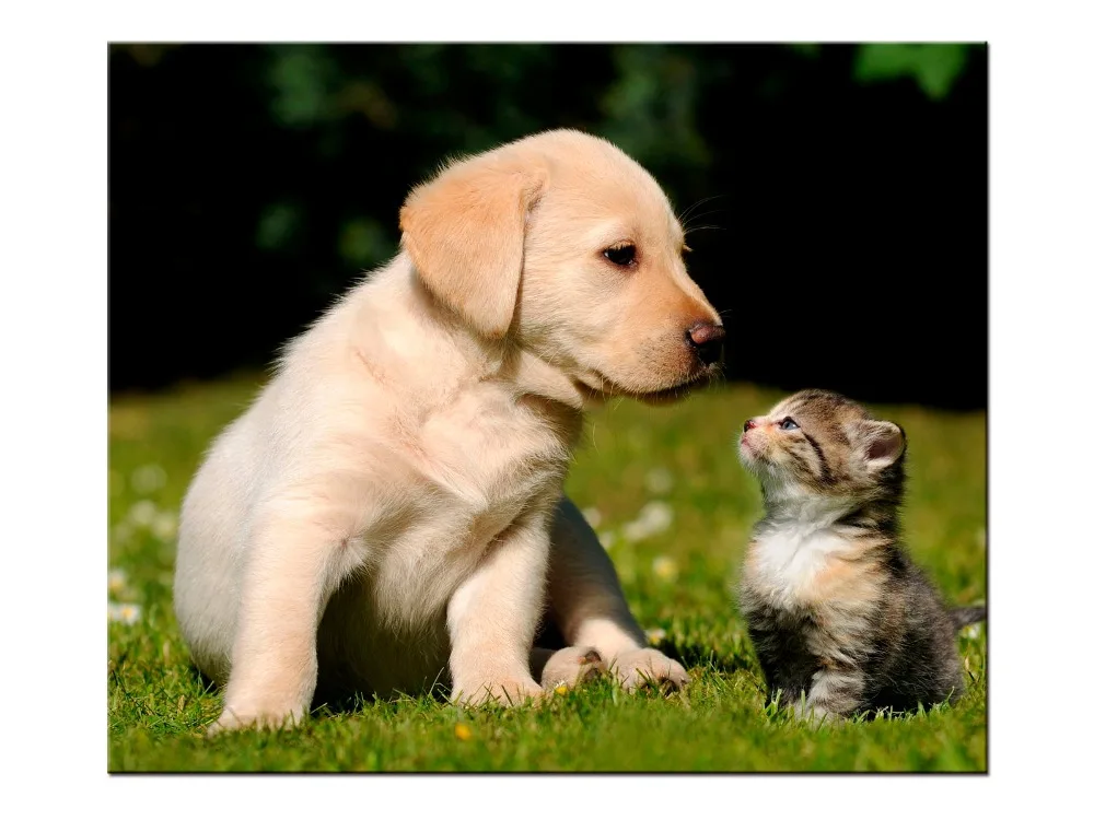1 pieces / set Printings Cat and Dog Animal Sprout Pet Series Expression Poster Printing Canvas Art Living Room Decor | Дом и сад