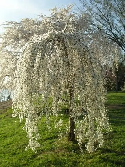 20pcs / bag Fountain Weeping cherry tree, DIY family garden Shrub tree Cherry tree plant, garden Ornamental plant Bonsai