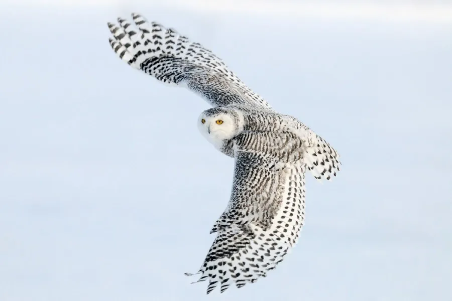 Ailes Neigeux Hibou Oiseau Noir Et Blanc Plumes Jaune Yeux