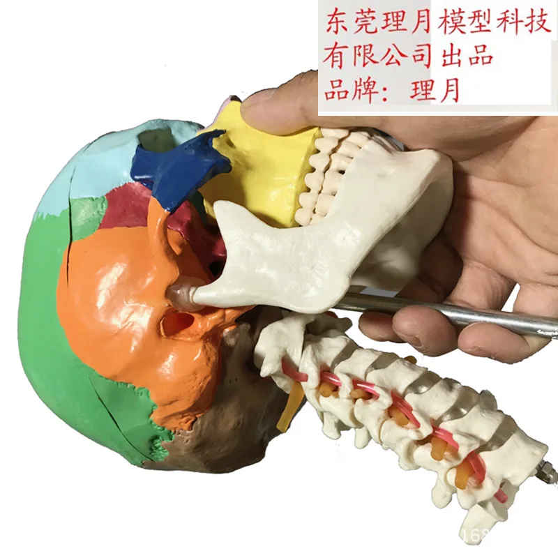 Цвет Череп с Tibial модели позвонков взрослых головы образец черепа спецодежда медицинская учебные пособия