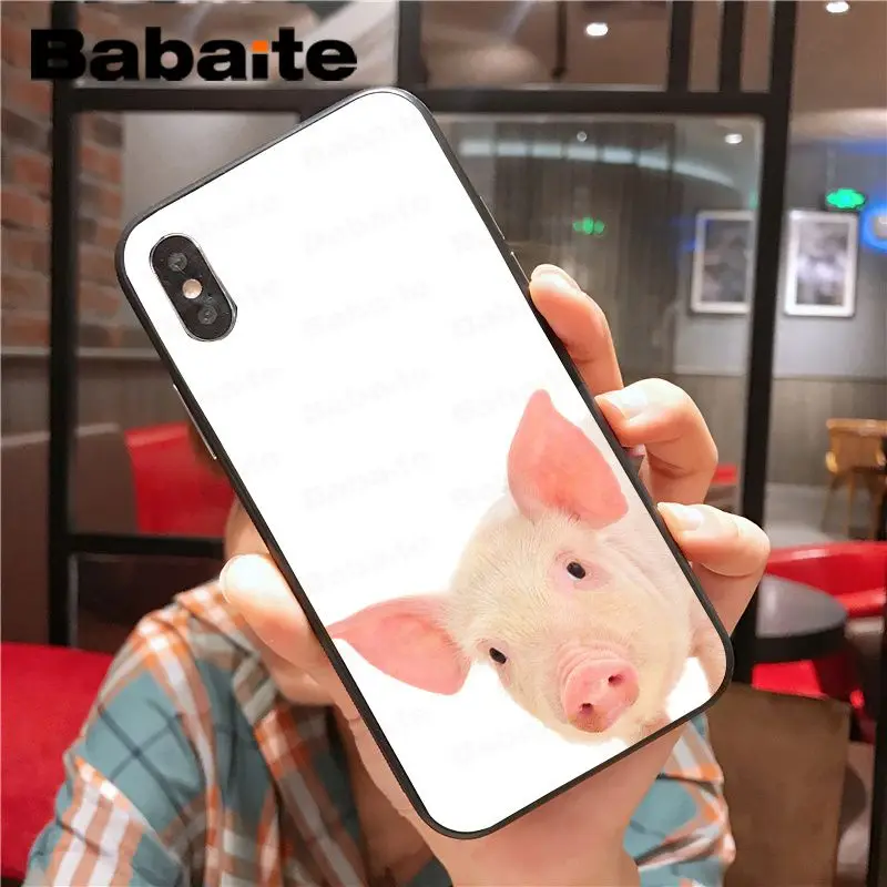 Cartoon Animal Pig
