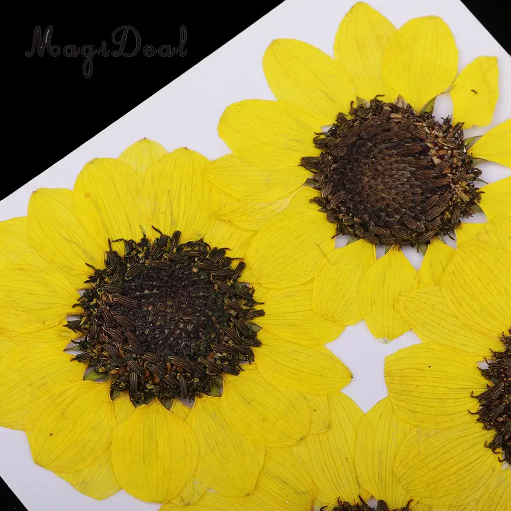 6 Pieces Pressed Natural Real Dried Flowers Sunflower for DIY Resin Ornament Craft Christmas Xmas Card Making Decoration
