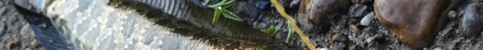 ENG_56