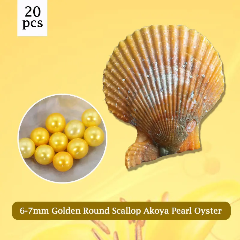 AAA Golden Pearls Oysters, 6 7mm Round Pearl in Scallop Akoya Oyster