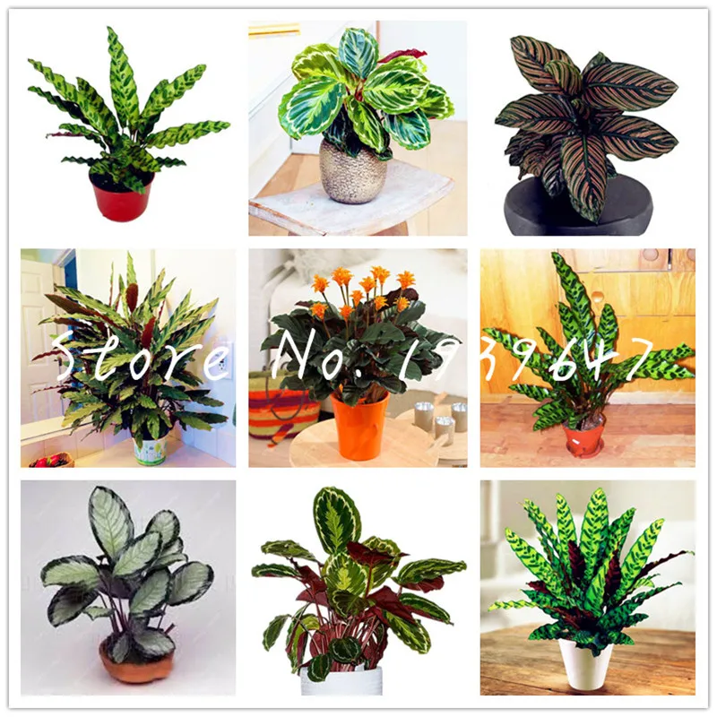 

Sale! 100 Pcs America Calathea Air Freshening Plants Beautiful Flowers Indoor Office Desk Bonsai for Flower Garden Pot Ornaments