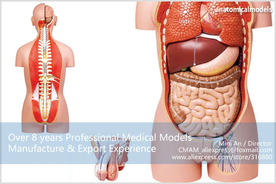 12013/анатомическая модель 85 см человека туловища с отстегивающейся спинкой, Обучающие анатомические модели