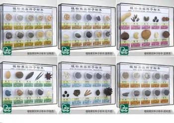 

60 kinds of Plant fruit seed specimens Fruit classification Kindergarten science area teaching equipment