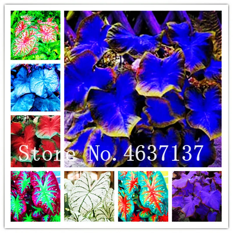 

1 Bag=100pcs Exotic Thailand Caladium Bicolor Bonsai Balcony Burnt Rose Elephant Ear Flower Perennial Herbs Plant Home & Garden
