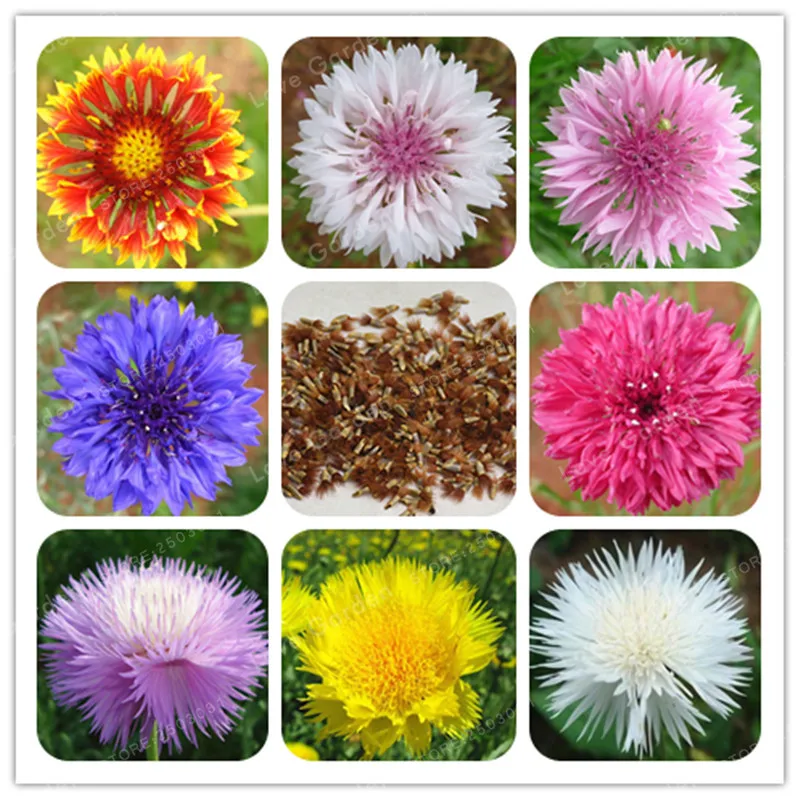 

Beautiful Cornflower(Centaurea Cyanus)Flower BonsaiBlue Centaurea Cyanus Excellent Cut Flower For Home Garden Plant 50 pcs/Bag
