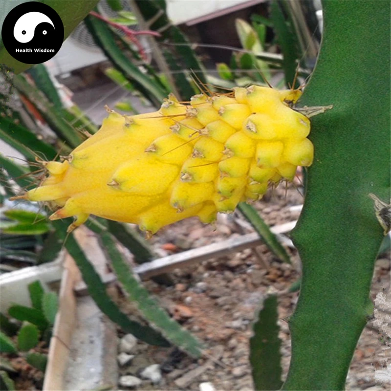 

Buy Dragon Fruit Semente 100pcs Plant Hylocereus Undatus For Yellow Pitahaya