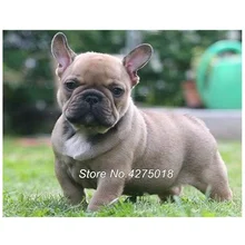 Diy Алмаз Вышивка Полный Дрель Алмаз живопись вельш корги собака Арт пользовательские фото 5d вышивки крестом горный хрусталь мозаика YG284