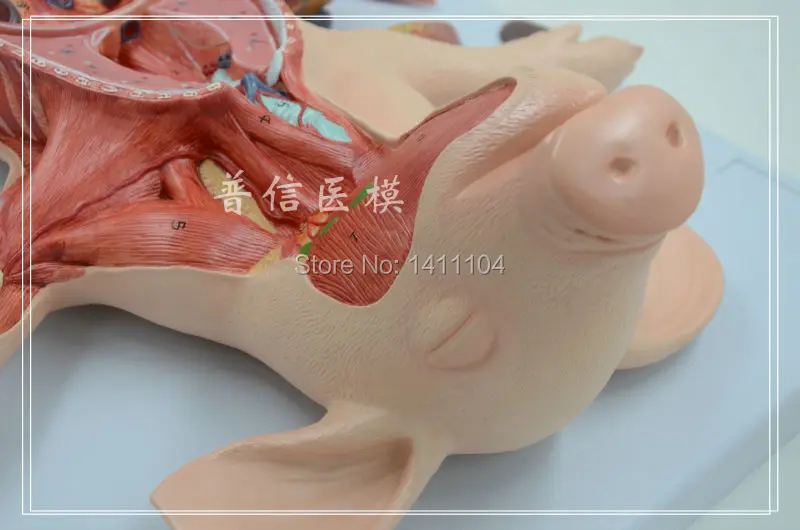 И Анатомия животных, анатомия свиней, животное преподавание Биологии модель, мышечная ткань. Национальная первая фетальная свинья анатомическая модель