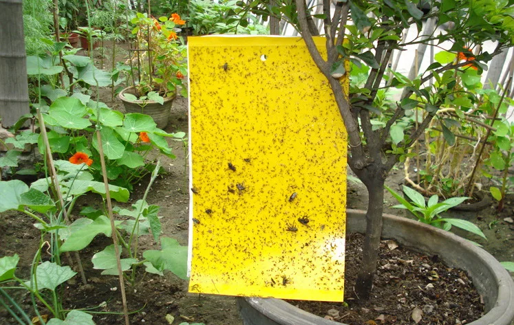 10Pcs Fly Trap Sticky Board for Moths Mosquitoes Flying Insect Flies Termites Bugs Control Out Door Use Waterproof Non-toxic  