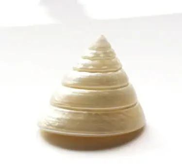 Натуральные мусзелки conchas подарки украшение для аквариума креативные ракушки