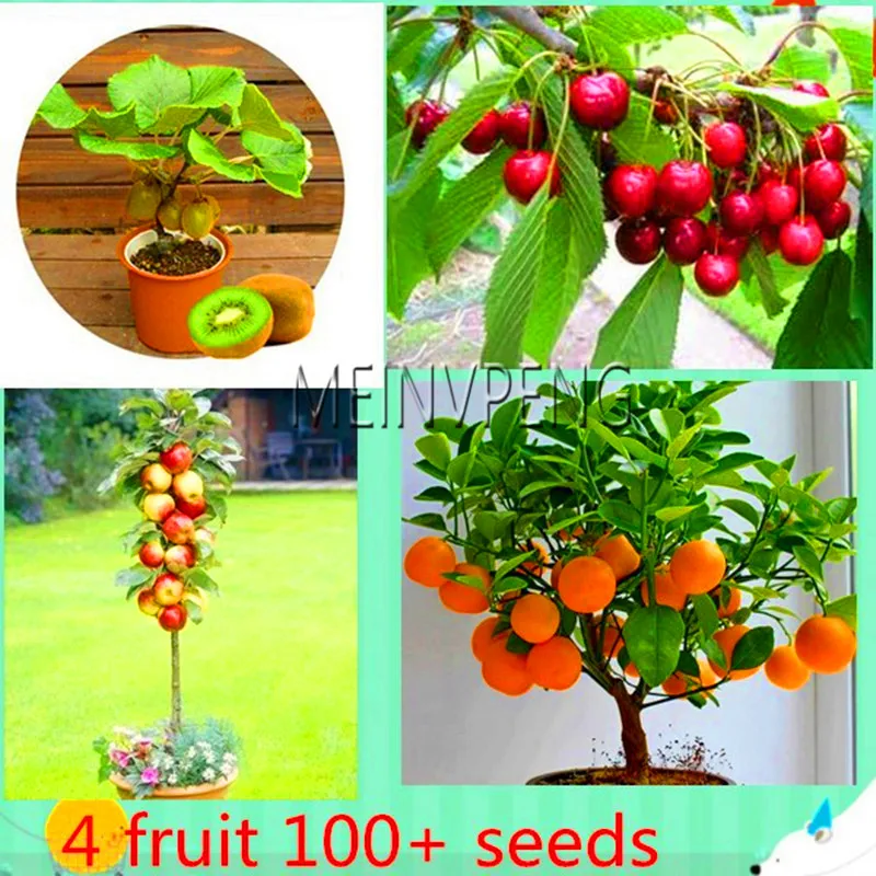 New Arrival!4 kind fruit,bonsai fruit tree bonsai,vegetable and fruit garden plant Delicious apple orange kiwi cherry total New Arrival!4 kind fruit,bonsai fruit tree bonsai,vegetable and fruit garden plant Delicious apple orange kiwi cherry total