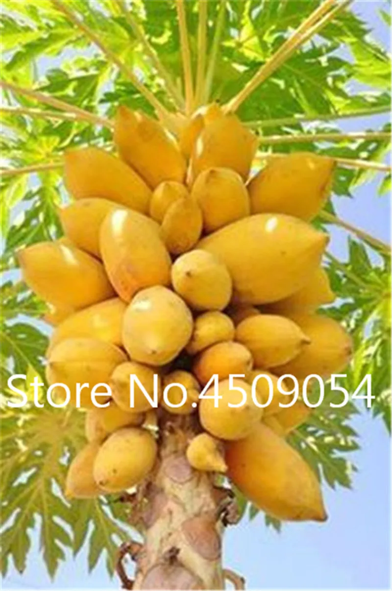 10 Pcs Papaya Fruit Vegetable Tree Seedsplants Bonsai Jardin Dwarf