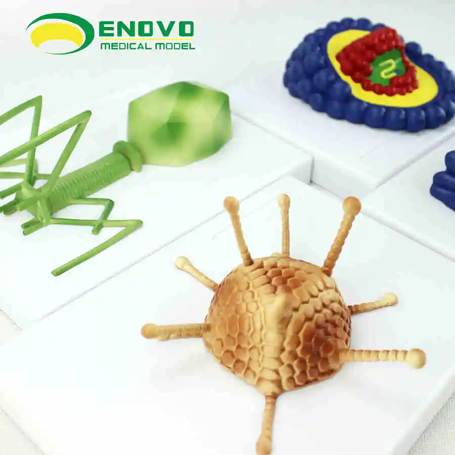 Baculovirus baculovirus phage virus baculovirus-in Medical Science from