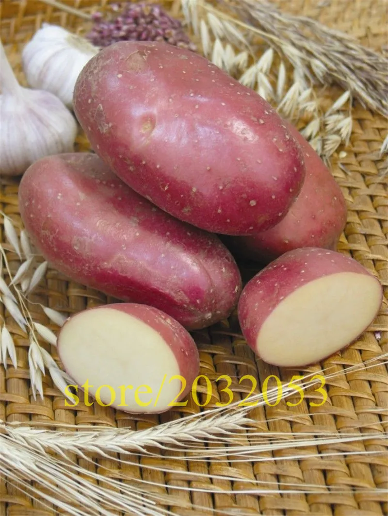 

bonsai potato red skin home garden vegetable