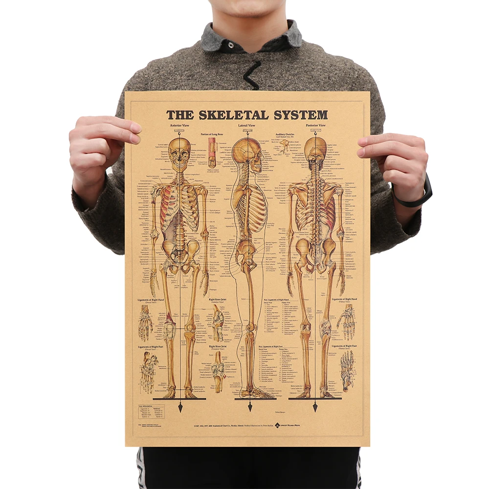 

1 PC Kraft Paper Body Structure Retro Poster Vintage Mural Home Decor The Skeleton System Wall Sticker skeleton anatomy poster
