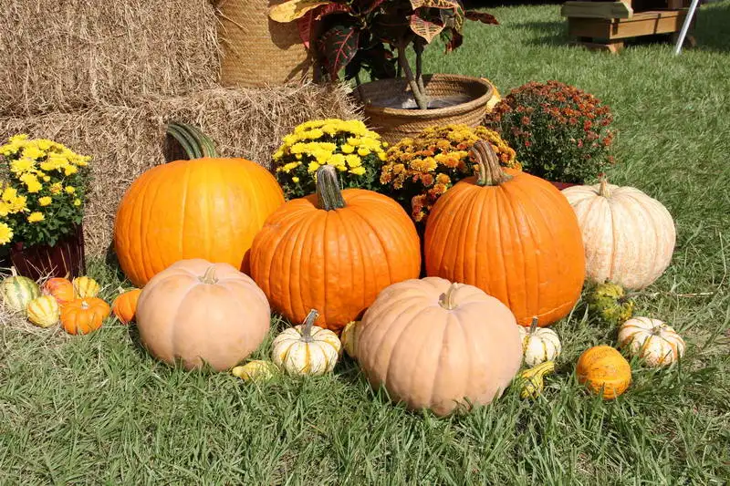 Cool Latest Vinyl 2.5(W)x2.5(H)m Background Outdoors Halloween Pumpkins Grassland Flowers Free Shipping Studio Backdrops 8x8ft |