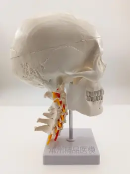 

Teaching simulation skull model with vertebral skeleton model 1:1 natural size painting art skull