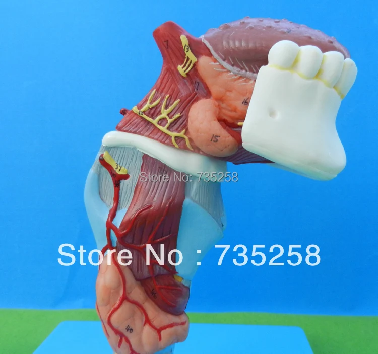 

Larynx with Toungue and Teeth,Tongue Throat Tooth Model