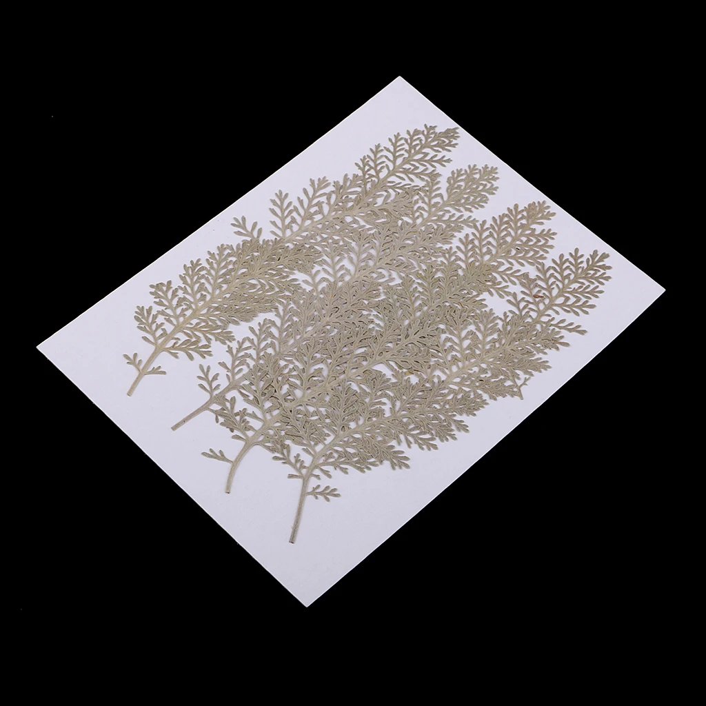 12 Pcs Natural Senecio Cineraria Real Pressed Dried Flowers DIY Herbarium Scrapbooking Card Making Jewelry Resin Crafts 