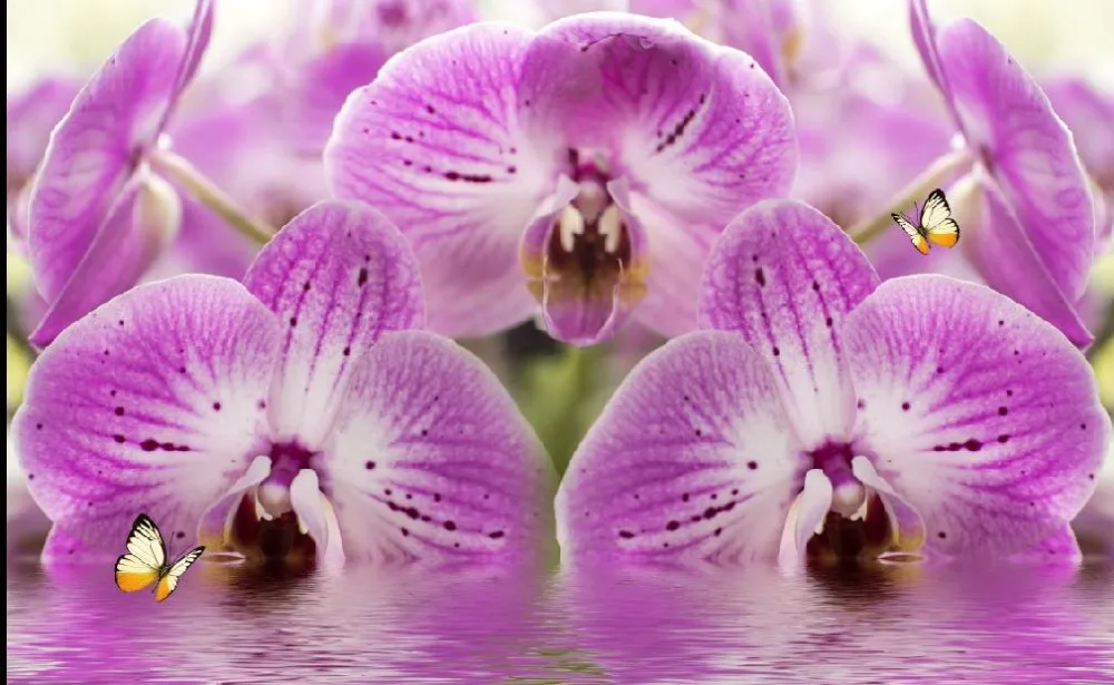 Download 800 Wallpaper Bunga Anggrek Terbaik Download 800 Wallpaper Bunga Anggrek Terbaik