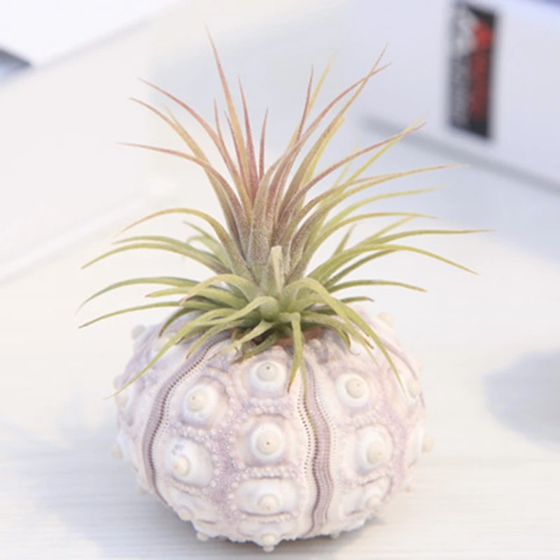 Воздушные растения простой Морской Urchin shell Настольный Tillandsia держатель